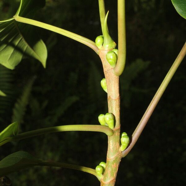 Ficus citrifolia Frucht