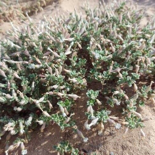 Silene succulenta Habit