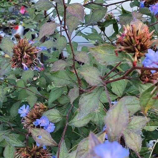 Ceratostigma willmottianum Blad