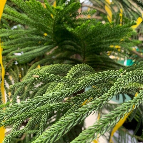 Araucaria columnaris Folha