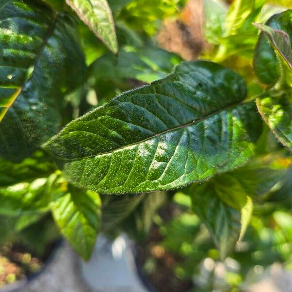 Monarda bradburiana Leaf