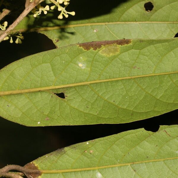 Ocotea leucoxylon ᱥᱟᱠᱟᱢ