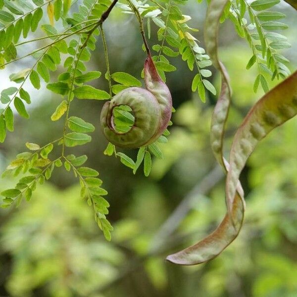 Gleditsia triacanthos Лист