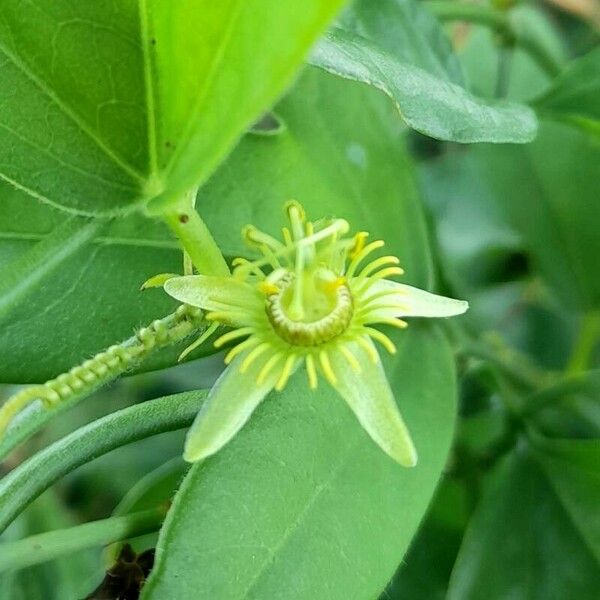 Passiflora suberosa फूल