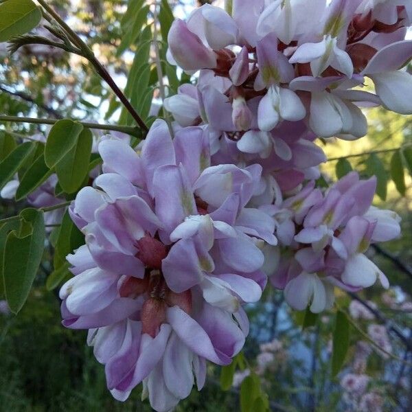 Robinia viscosa Cvet