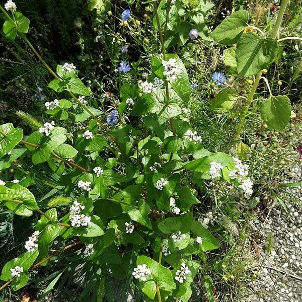 Fagopyrum esculentum Plante entière