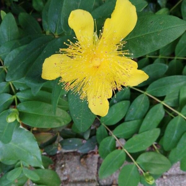 Hypericum calycinum ᱵᱟᱦᱟ