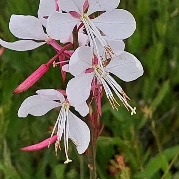 Oenothera lindheimeri Çiçek