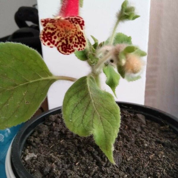 Kohleria amabilis 花