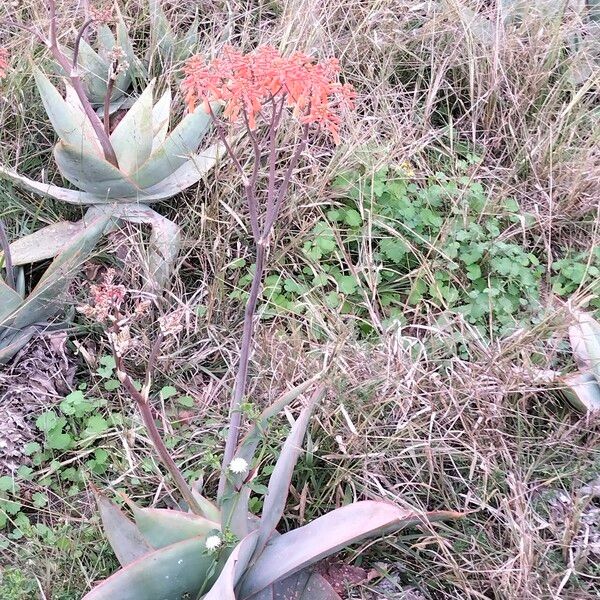 Aloe striata Habit