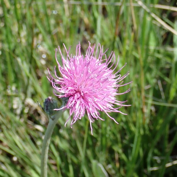 Cirsium dissectum ᱵᱟᱦᱟ