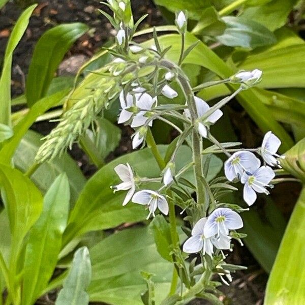 Veronica gentianoides Flower