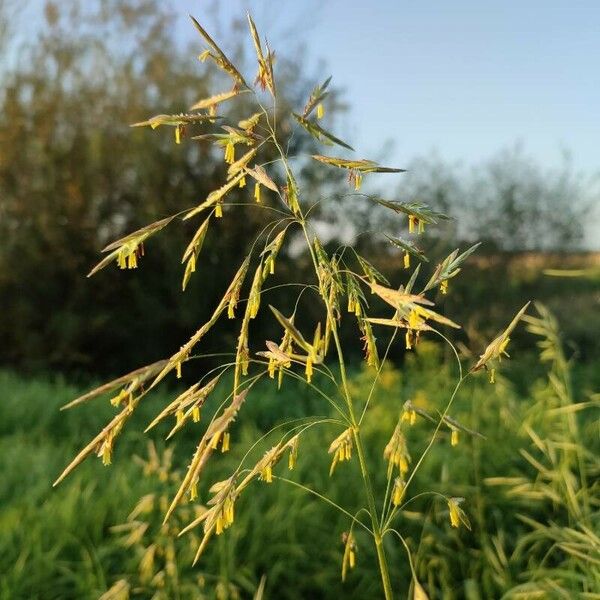 Bromus inermis Flower