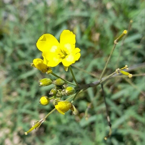 Diplotaxis tenuifolia Λουλούδι