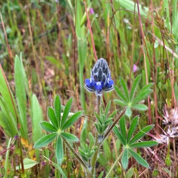 Lupinus bicolor Flower