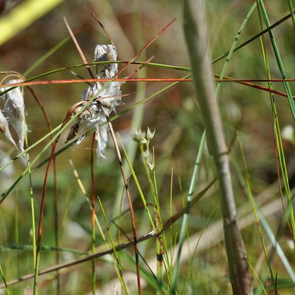 Rhynchospora alba Flower