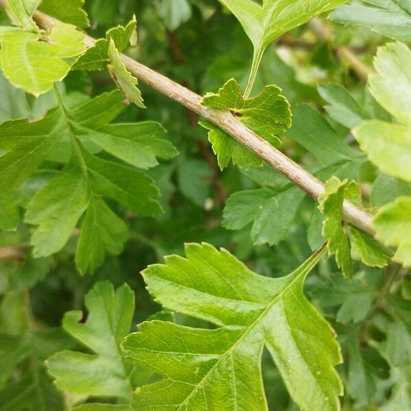 Crataegus x media Лист