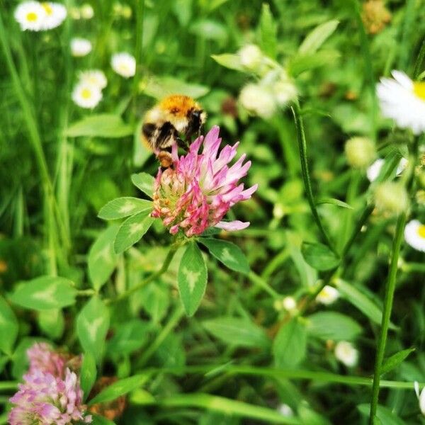 Trifolium medium Flor