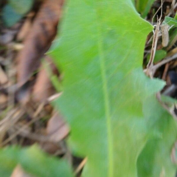 Crepis pulchra Leaf