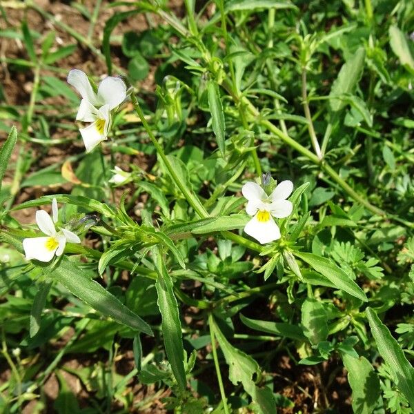 Viola arvensis Habitat