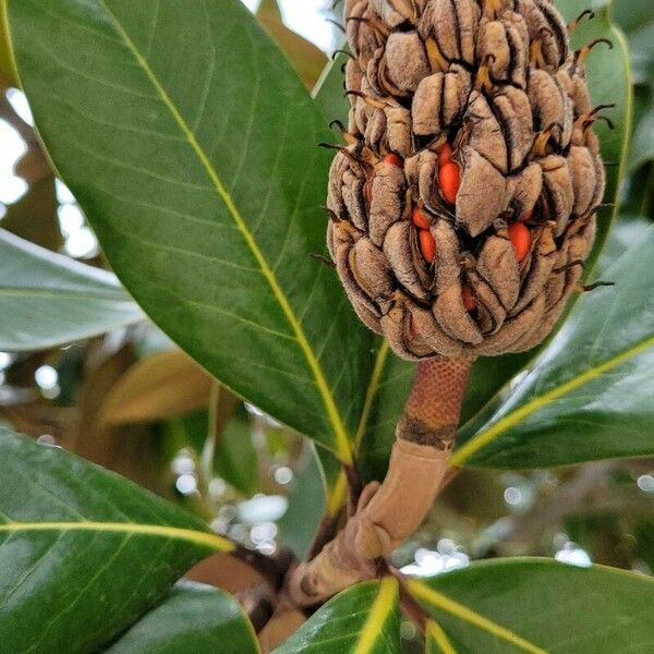 Magnolia virginiana Blodyn