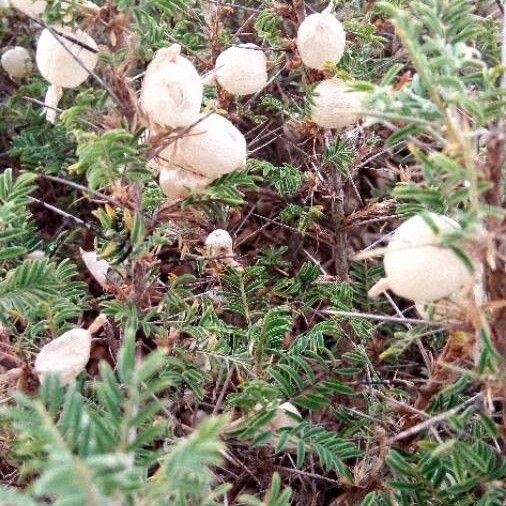 Astragalus armatus Leht