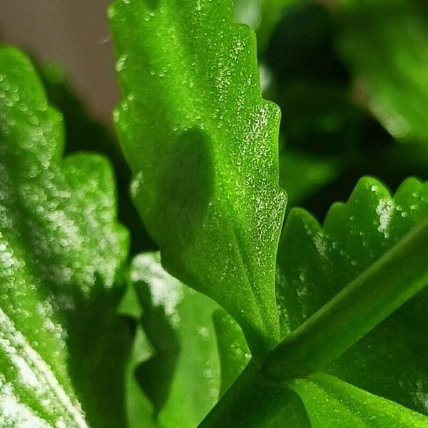 Kalanchoe crenata Leaf