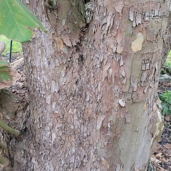 Platanus occidentalis Rusca