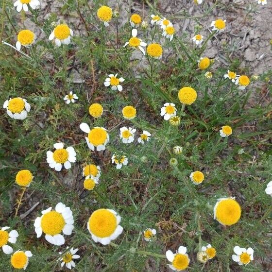 Anacyclus clavatus Flower