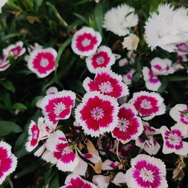 Dianthus chinensis Kvet