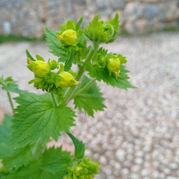 Scrophularia vernalis Cvet