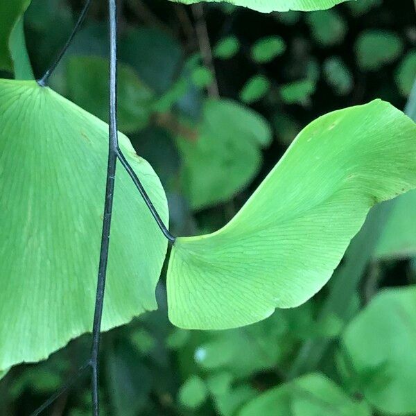 Adiantum peruvianum Leaf