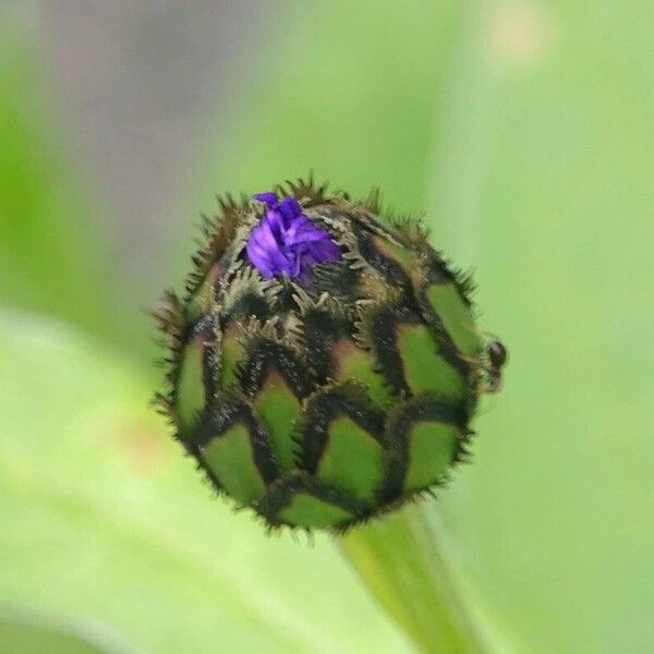 Centaurea montana Bloem