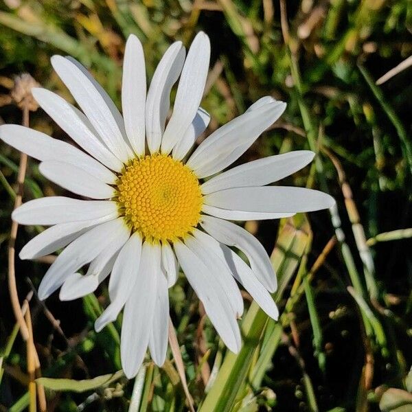 Leucanthemum adustum Blomma