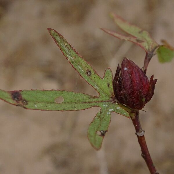 Hibiscus sabdariffa Flor