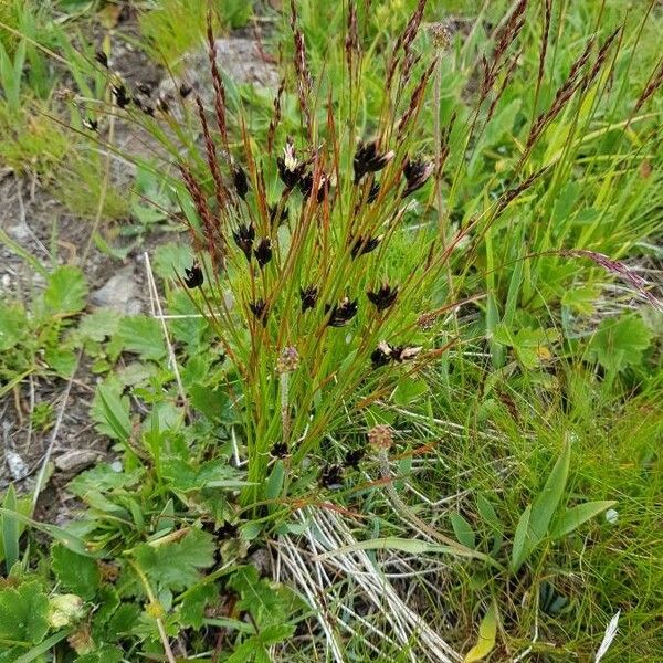Juncus trifidus Flower