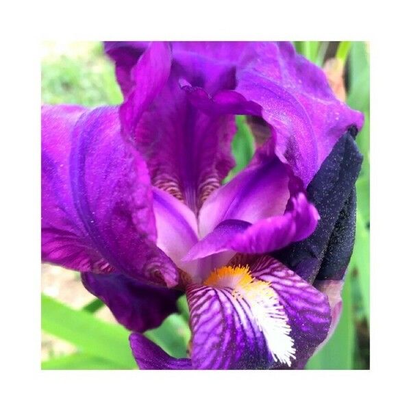 Iris × germanica Bloem