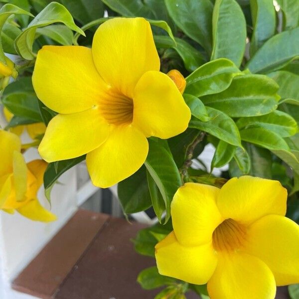 Allamanda cathartica Flower