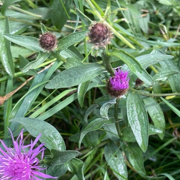 Centaurea nigra Fiore