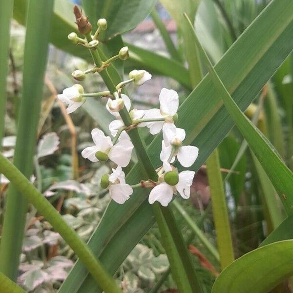 Sagittaria lancifolia Çiçek