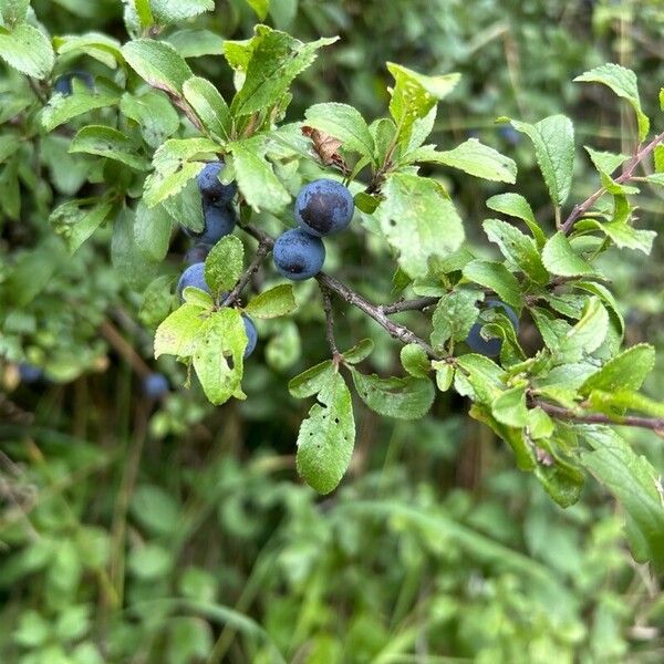 Prunus × fruticans Fruto