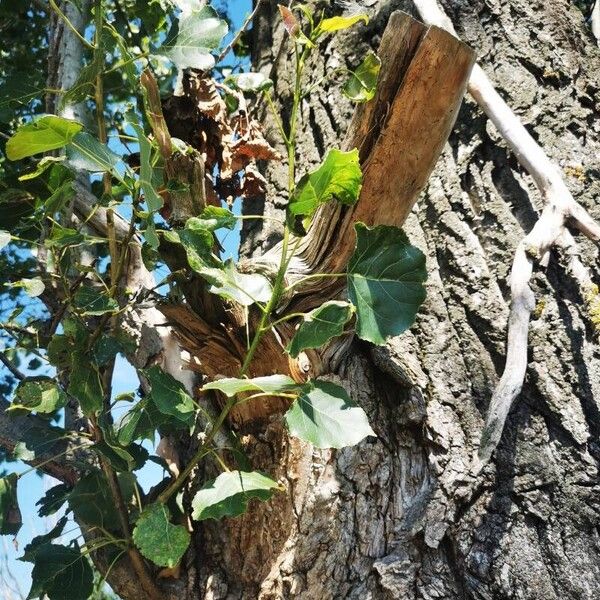 Populus nigra Bark