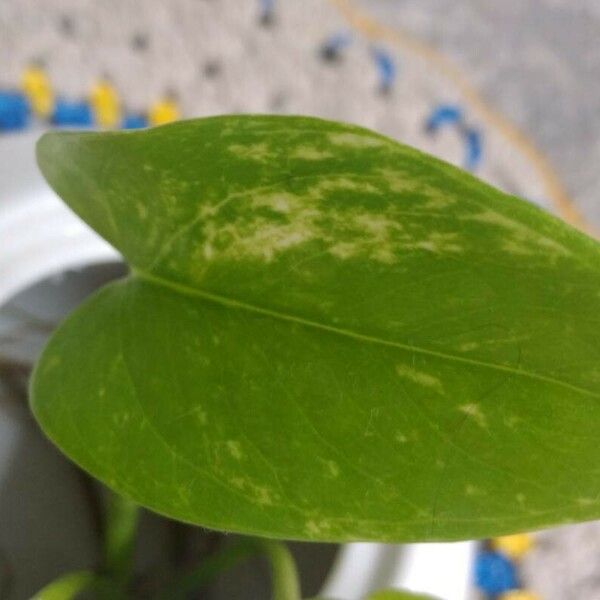 Epipremnum aureum Blatt