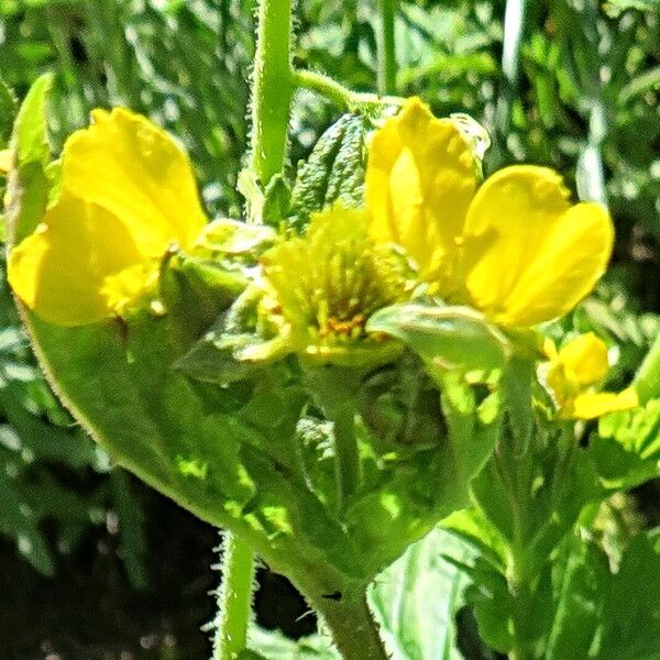 Geum macrophyllum ফুল