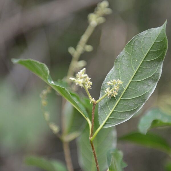 Trigonia rugosa Flower