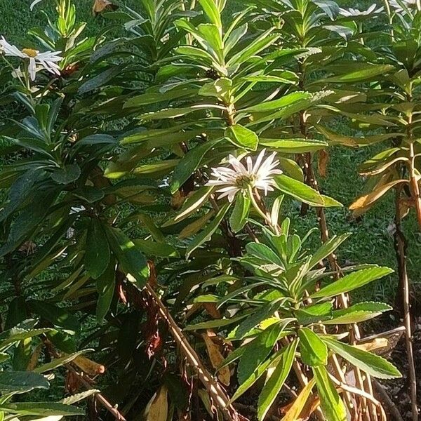 Nipponanthemum nipponicum Цвят