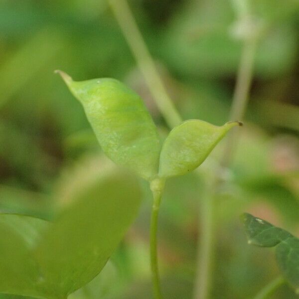 Isopyrum thalictroides Fruit