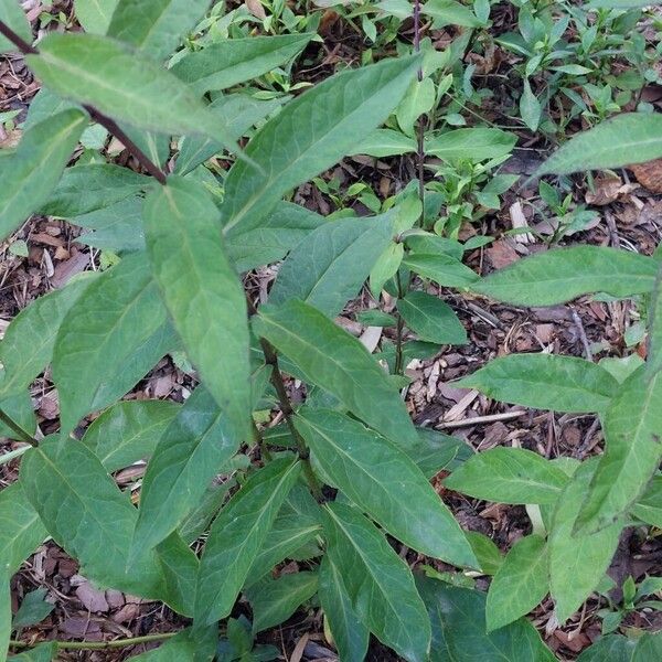 Phlox paniculata Foglia