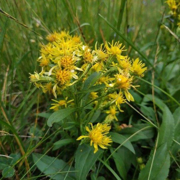 Inula helvetica Flower