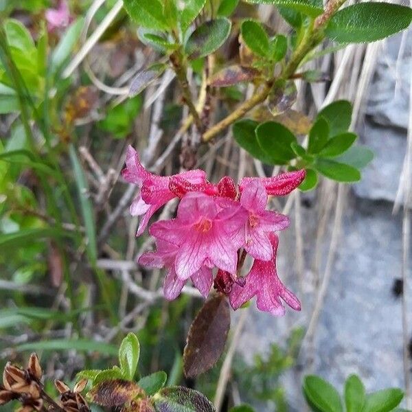 Rhododendron hirsutum Blomst
